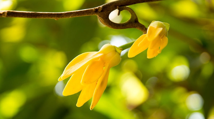 L’Ylang-Ylang, une huile essentielle relaxante et sensuelle