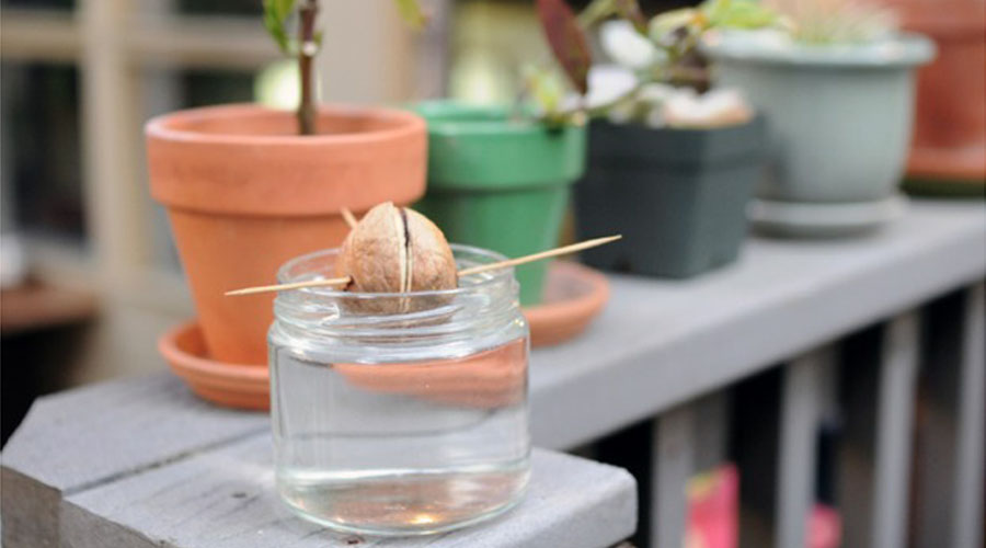 Comment faire germer des noyaux et obtenir des arbres à fruits ?