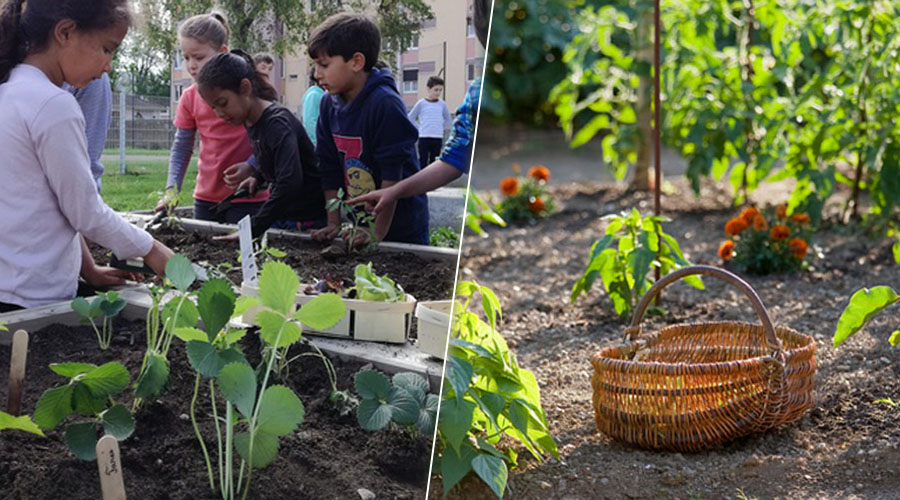 À Strasbourg, les élèves jardinent pour protéger la nature