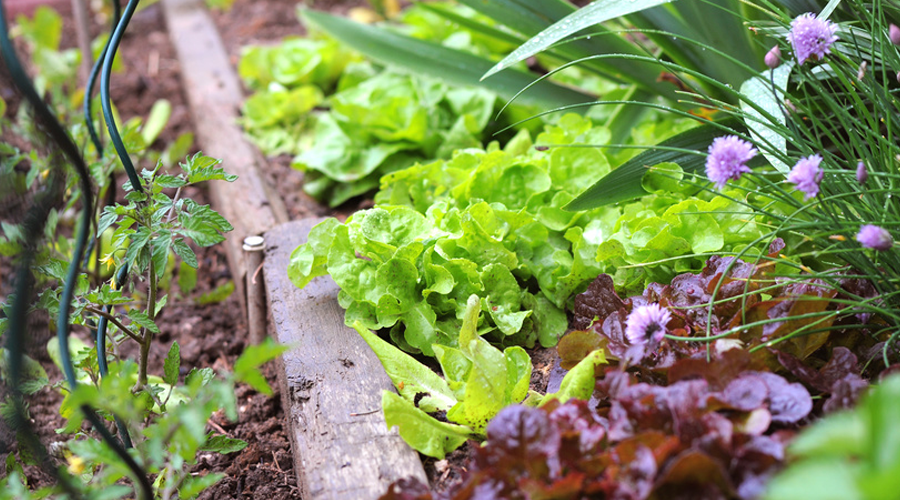 Comment construire son potager en quelques minutes ?