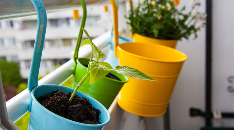 4 fruits à faire pousser sur son balcon