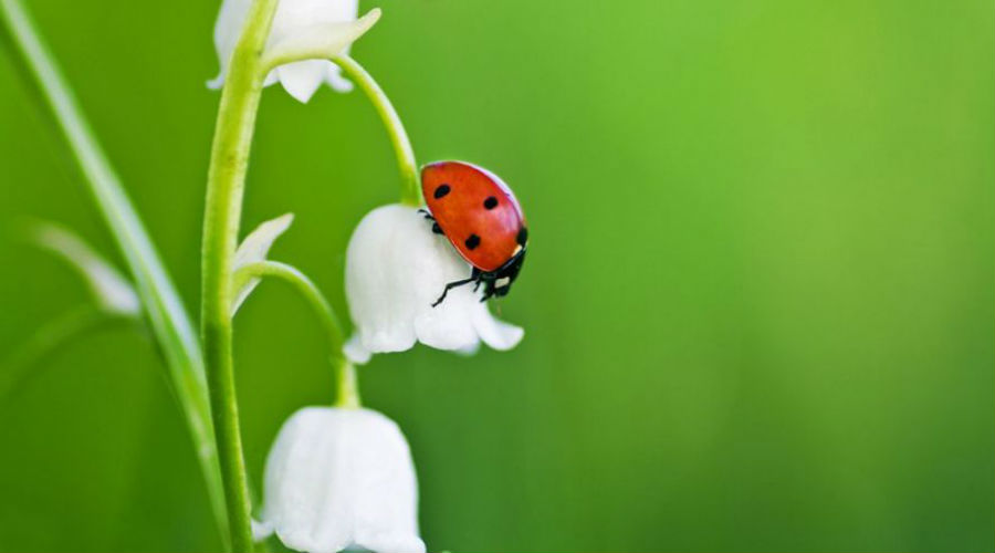 Alternatives aux pesticides : Paris distribue des coccinelles aux particuliers