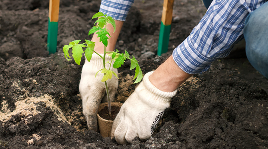 Comment cultiver plus en faisant moins avec la permaculture ?