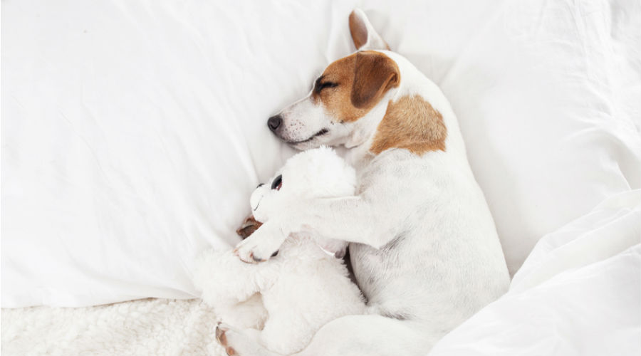 un chien qui fait la sieste dans un lit