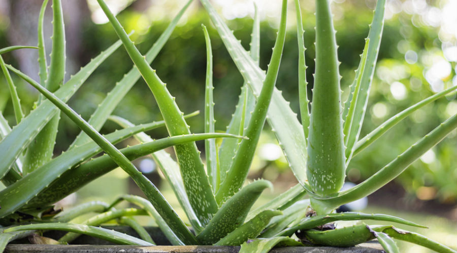 cultiver l'aloe vera pour récolter son gel