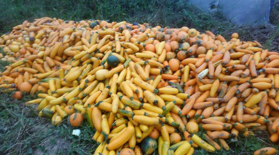 Un agriculteur bio contraint de laisser pourrir ses légumes 