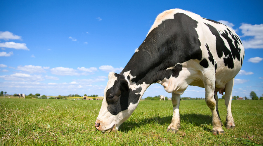 Une vache broute dans un près