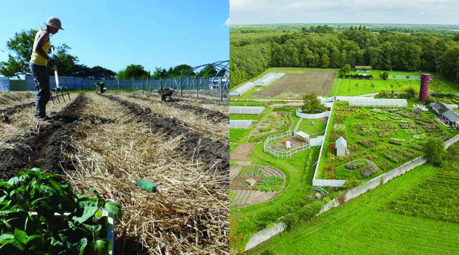 À la ferme de la Bourdaisière, on cultive des plantes qui se protègent entre elles