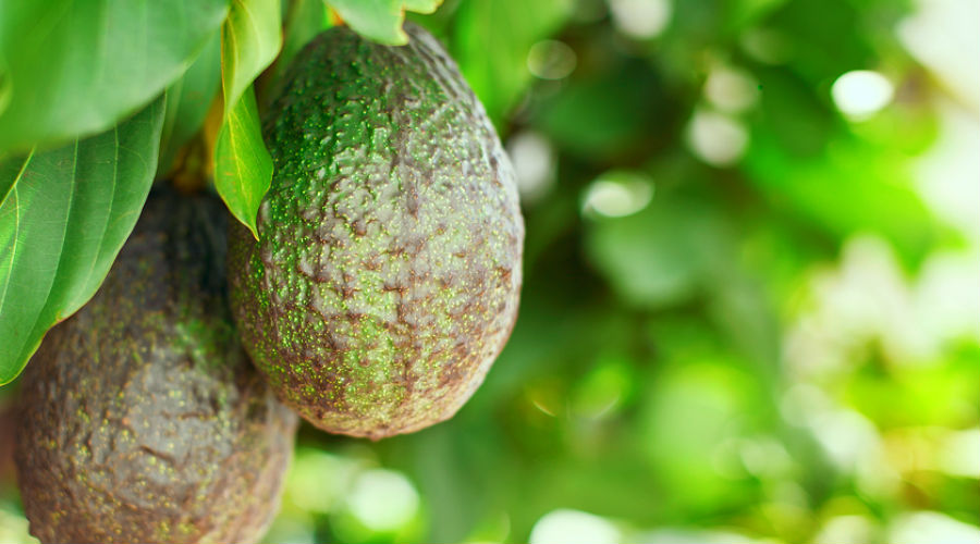 L’avocat, l’or vert qui menace l’environnement