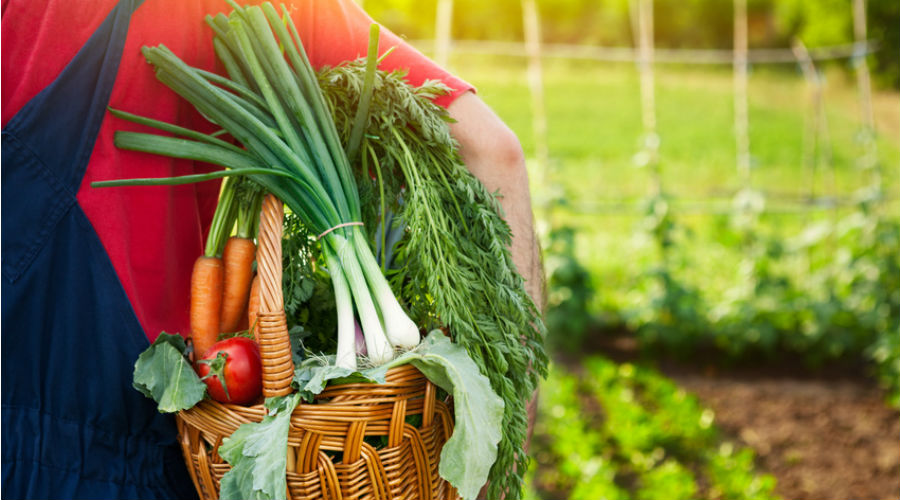 L’agriculture bio en 2017 :  un boom et des risques de pénurie