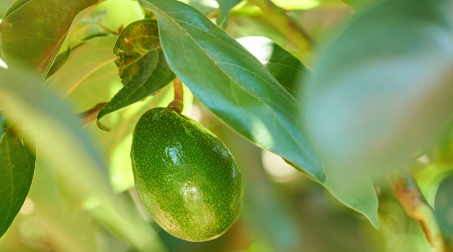 Pesticides et culture clandestine : l'avocat, un fruit à éviter ?