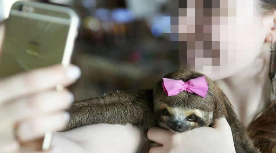 Comment les selfies nuisent aux animaux sauvages ?