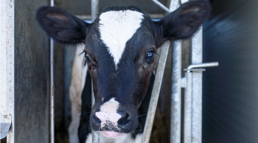 Gigantisme, concentration et exports d’animaux : la ferme-usine des 4000 veaux fait polémique