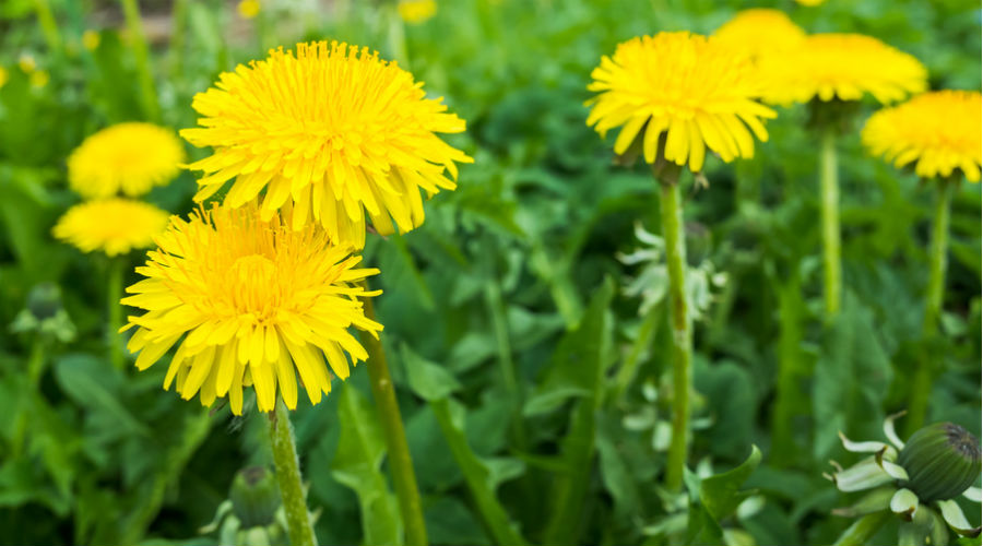 The benefits of dandelion in autumn |  Bio in the spotlight