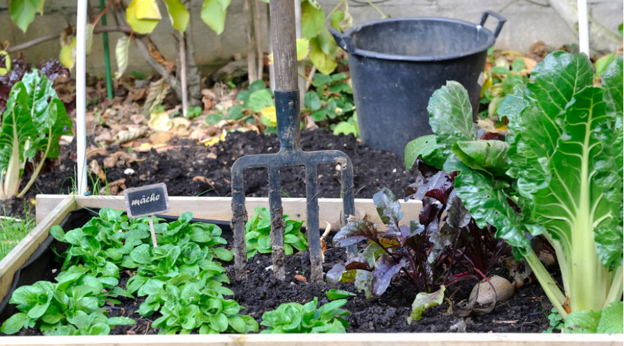 Comment hiverner son potager ?