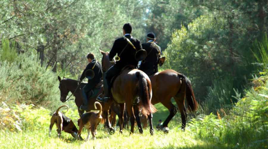 La chasse à courre relance le débat sur la condition animale