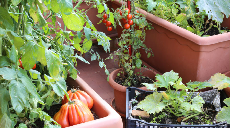 Comment cultiver un potager d’intérieur ?