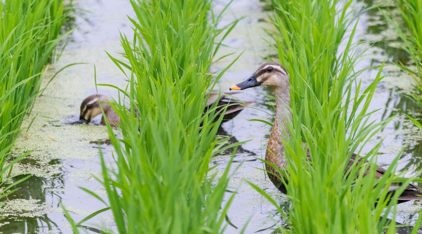 En Camargue, les canards remplacent les pesticides dans les rizières
