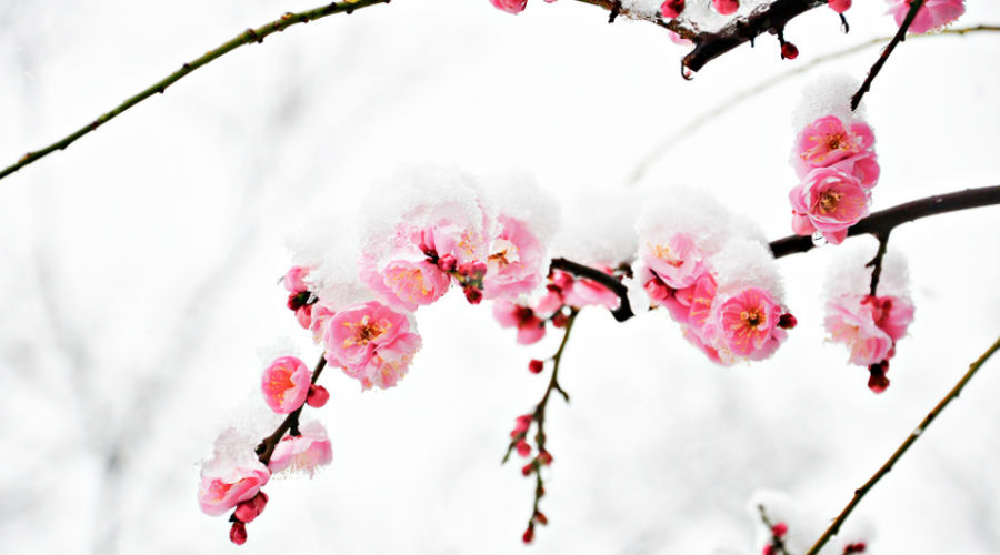 Découvrez les 6 plus belles fleurs d’hiver