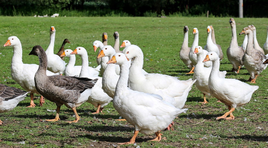 Le foie gras sans gavage, bientôt possible à Toulouse