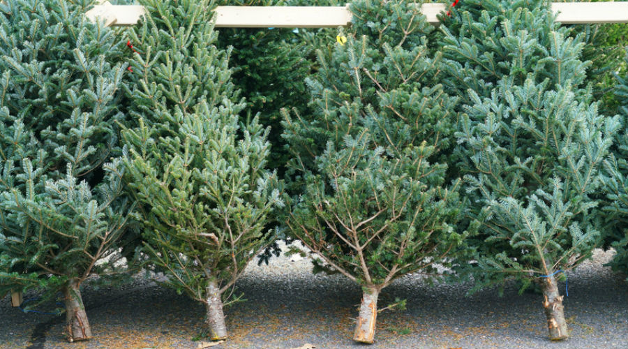 Que faire de vos sapins de Noël ?