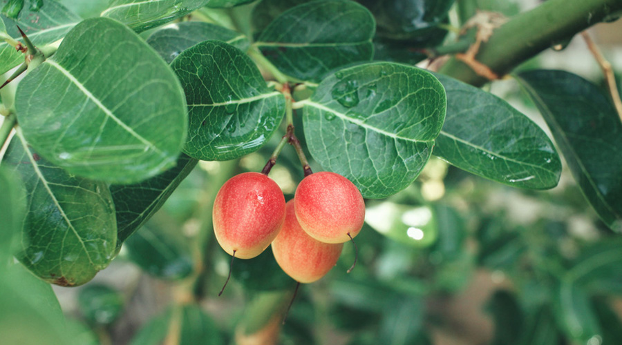 Fruit miracle sur un arbre