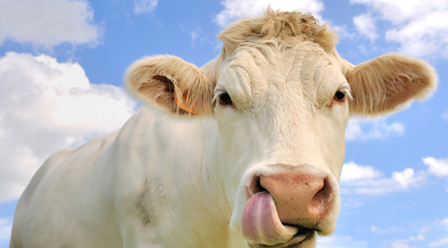 la bave de vache