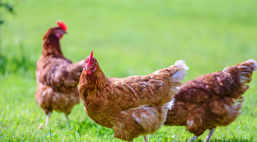 poules dans un champ, Maison de retraite pour poules