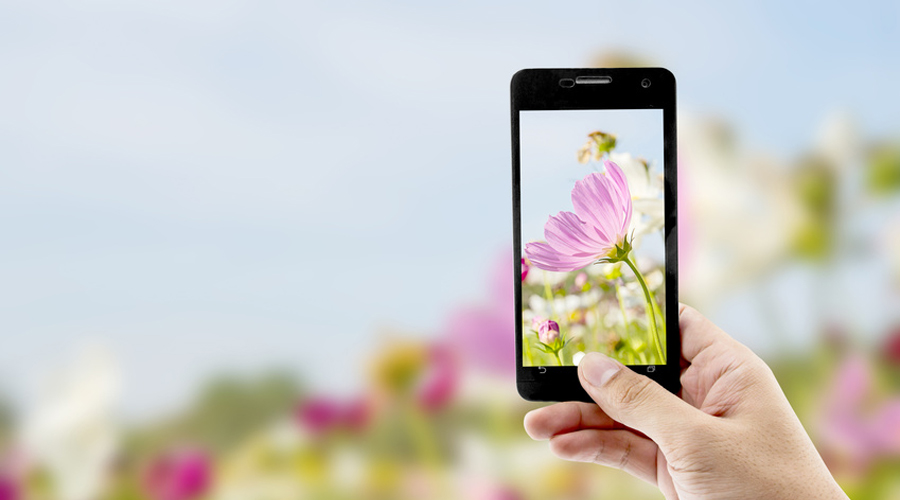 Seek : l'application qui identifie les plantes et les animaux