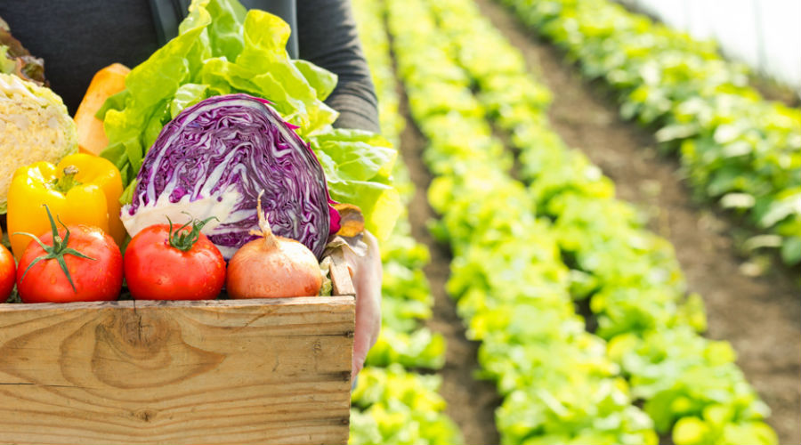 Le Parlement européen renforce les règles pour l’alimentation bio