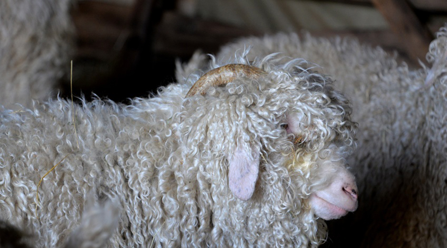 chèvre Angora laine mohair