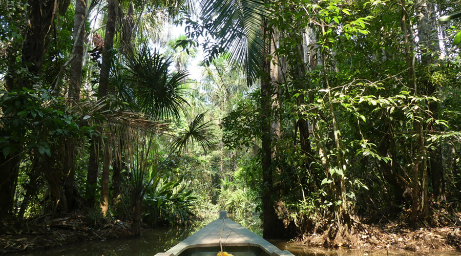 fôret amazonienne Pérou