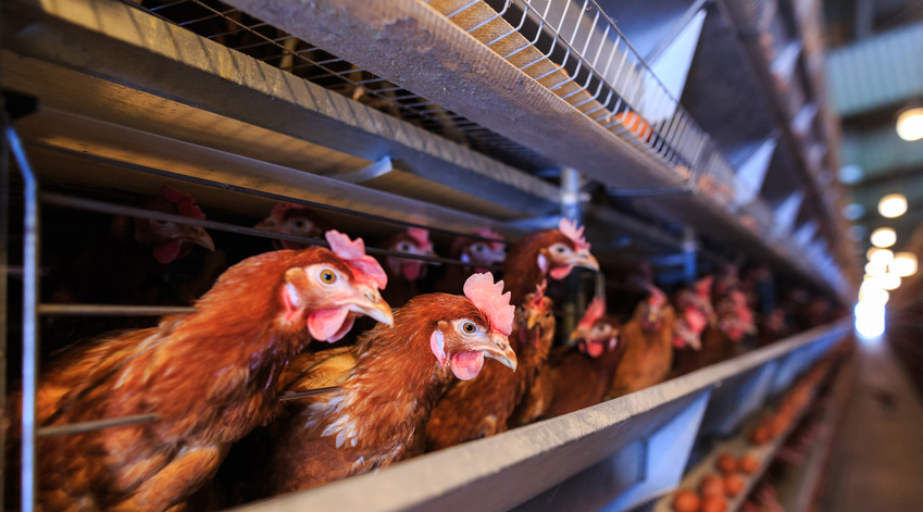 poule elevage en cage