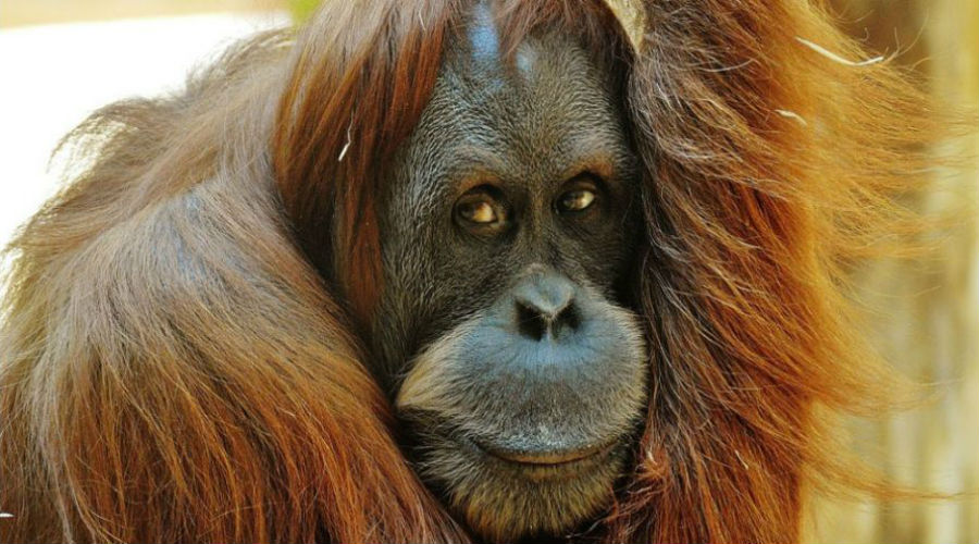 orang-outan