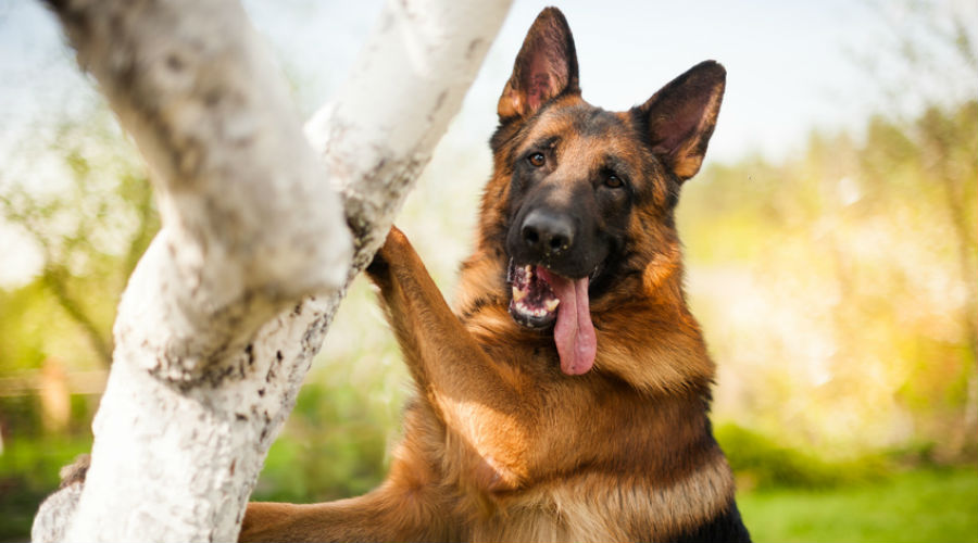 Des chiens dressés pour sauver les arbres malades