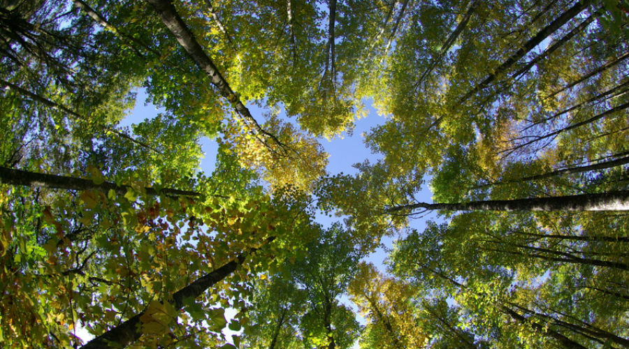 arbres dans la nature environnement