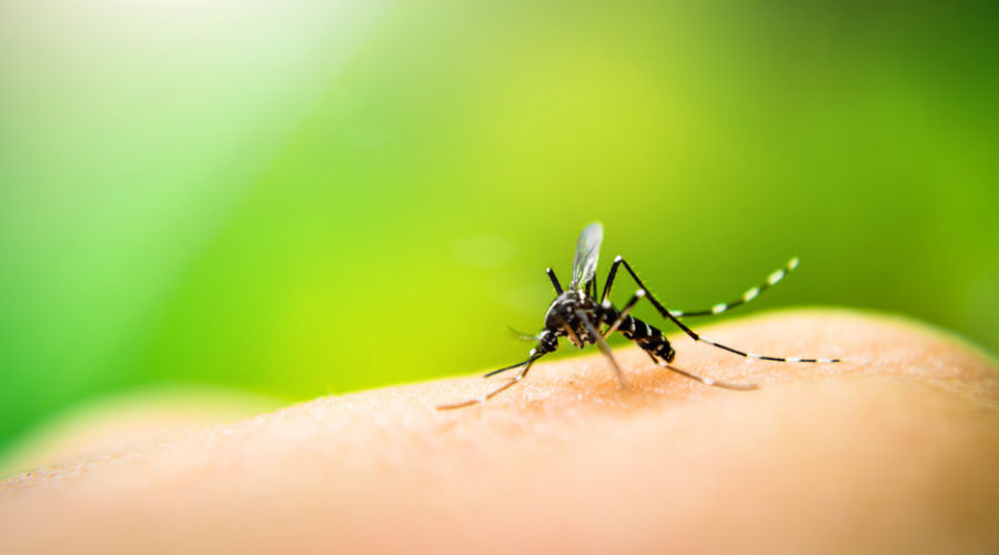 moustique posé sur une peau