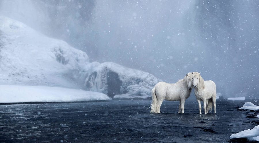 Islande : les magnifiques photos de chevaux de Drew Doggett