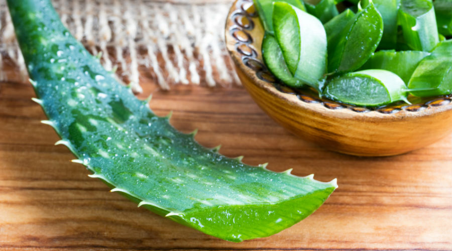 aloe vera et son gel