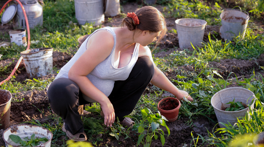 agricultrice enceinte