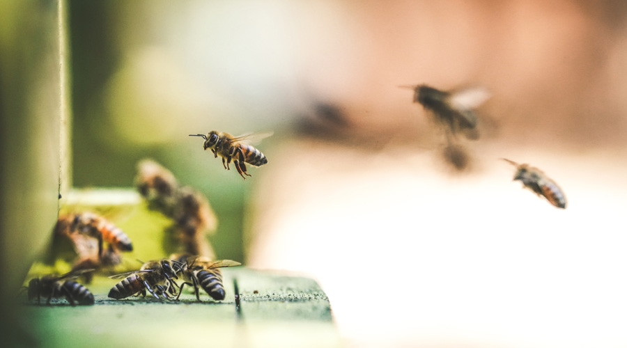 abeilles biodiversité