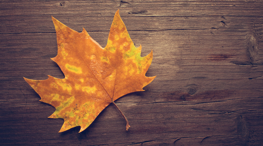 Comment recycler les feuilles mortes ?