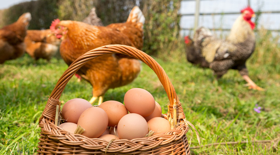 oeufs bio et alternatifs