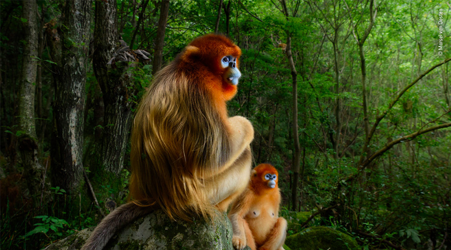 Deux singes dorés dans leur habitat naturel