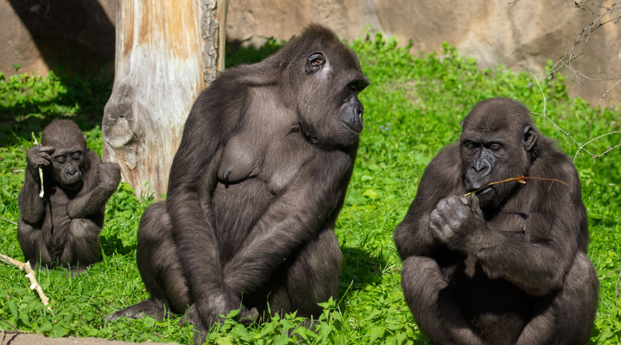 Les grands singes sont-ils des personnes ?