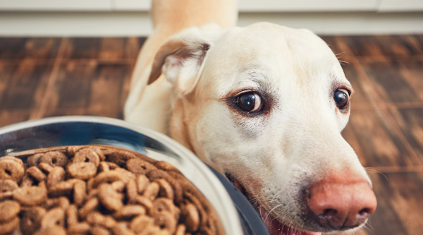 Croquettes pour chien : faut-il passer au sans céréales ?