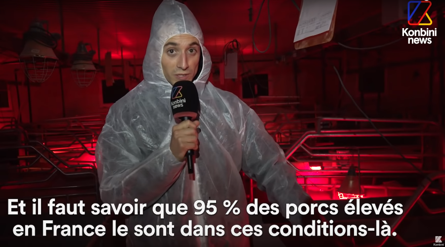 “L’enfer des usines à cochons”, la vidéo qui dénonce la maltraitance animale