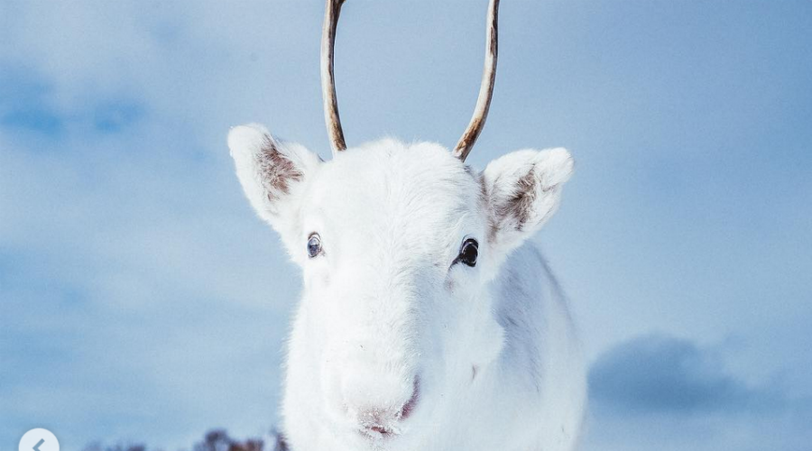 Un photographe immortalise sa rencontre avec un bébé renne blanc (images)