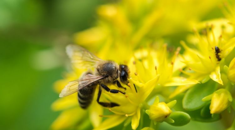 abeille qui butine