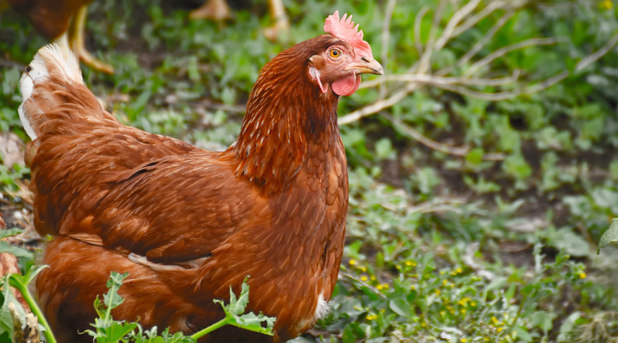 Tout savoir lorsqu’on adopte une poule